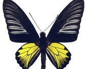 Black and Yellow Butterfly Vinyl Decal