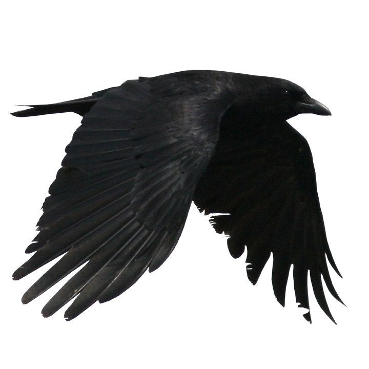 Full Color Crow Flying Right