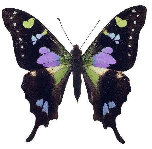 Black and Purple Butterfly Vinyl Decal or Wall Graphic