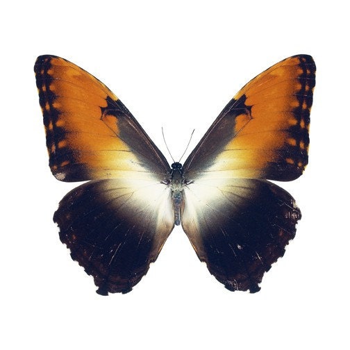 Orange and Black ButterflyDesign 2 Vinyl Decal