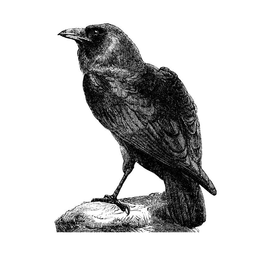 Antique Etched Style Raven Wall Decal