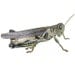 Grasshopper Design 4 Decal