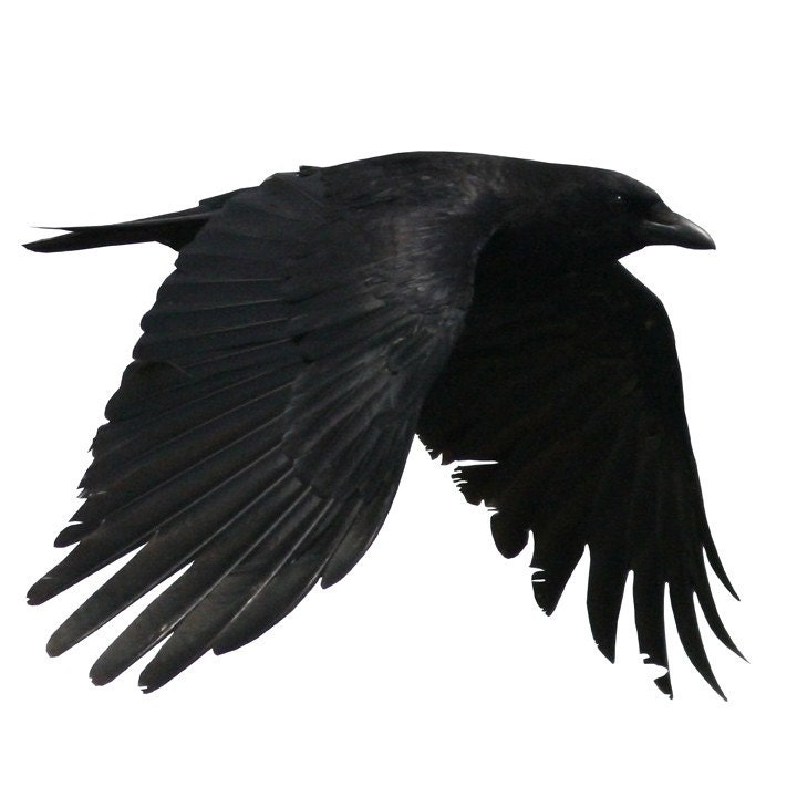 crow flying silhouette