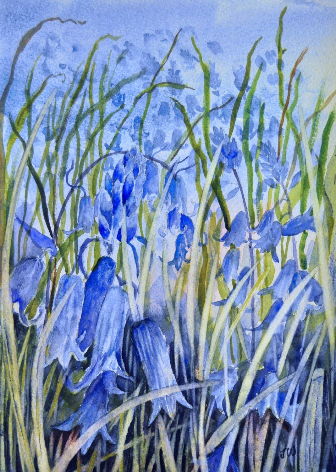 Bluebells- print