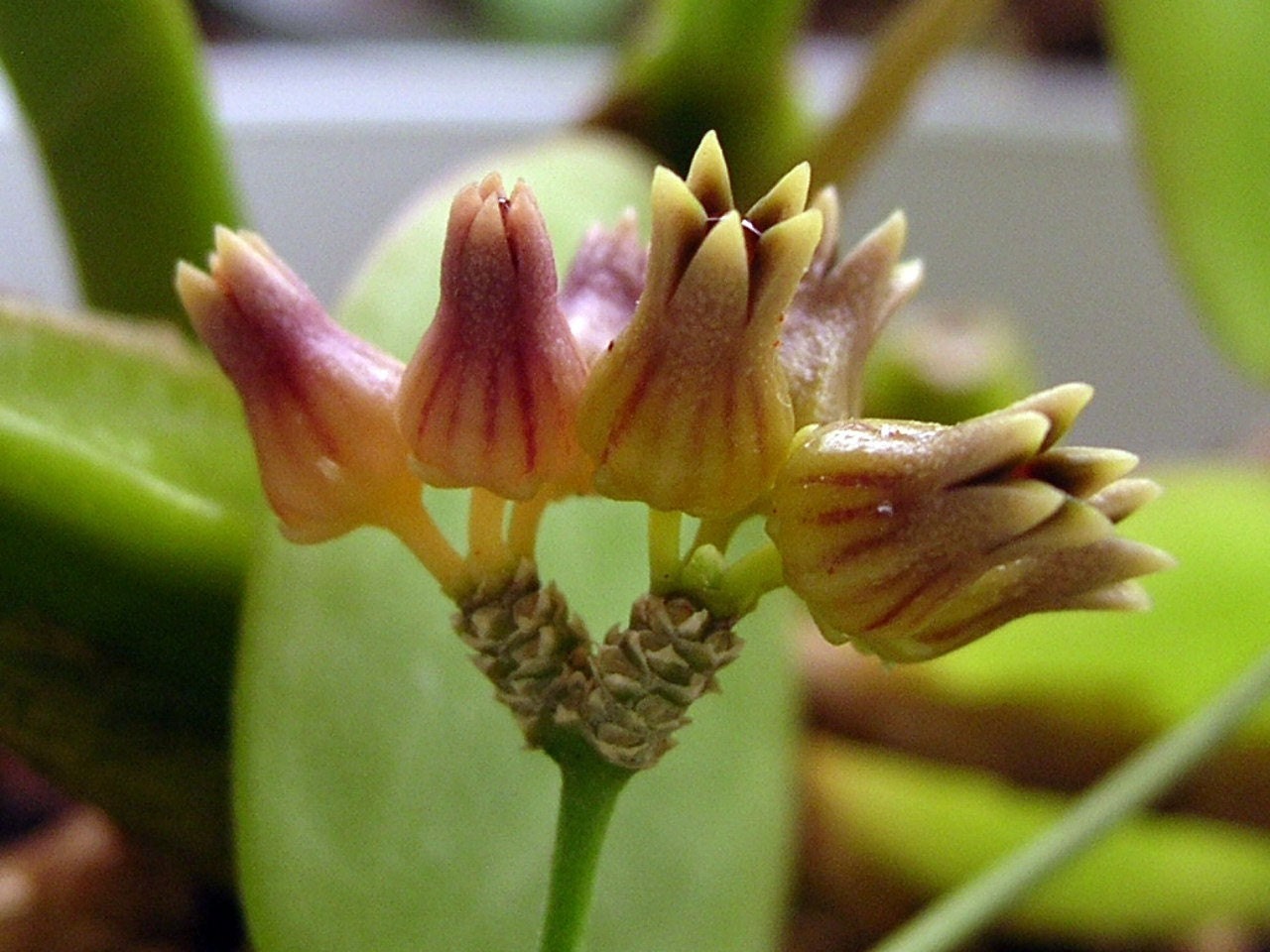 Dischidia ovata rooted cutting