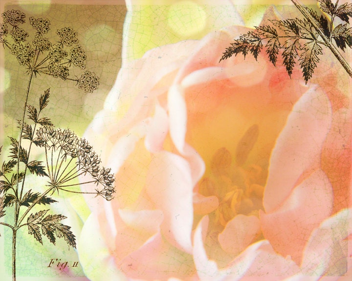 Fresh Flowers - Tulip -- 8x10 print
