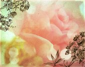 Fresh Flowers - Rose -- 8x10 print