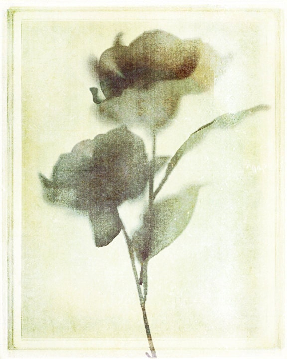 The poet's darling --  8x10 print