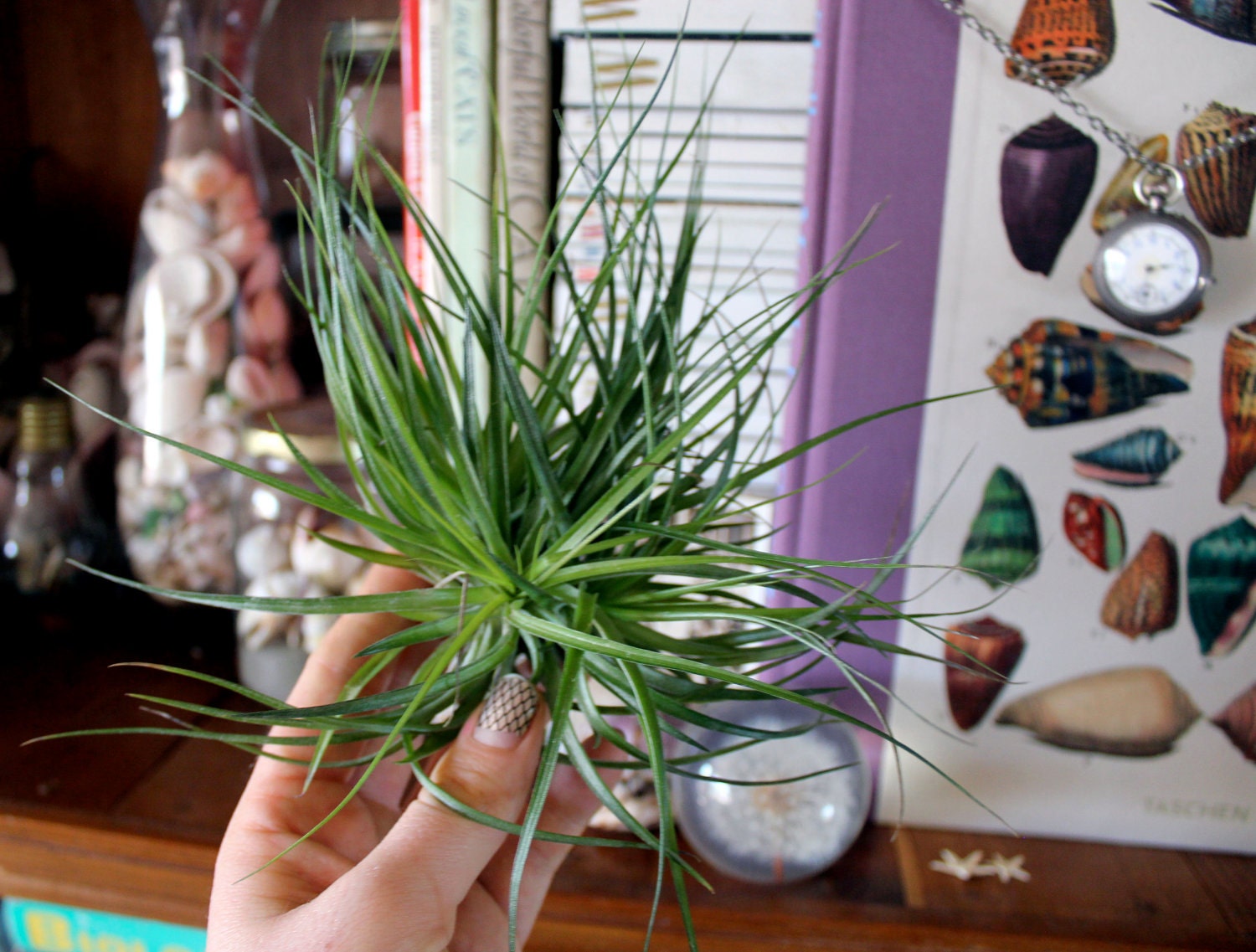 Handsome Bushy Air Plant