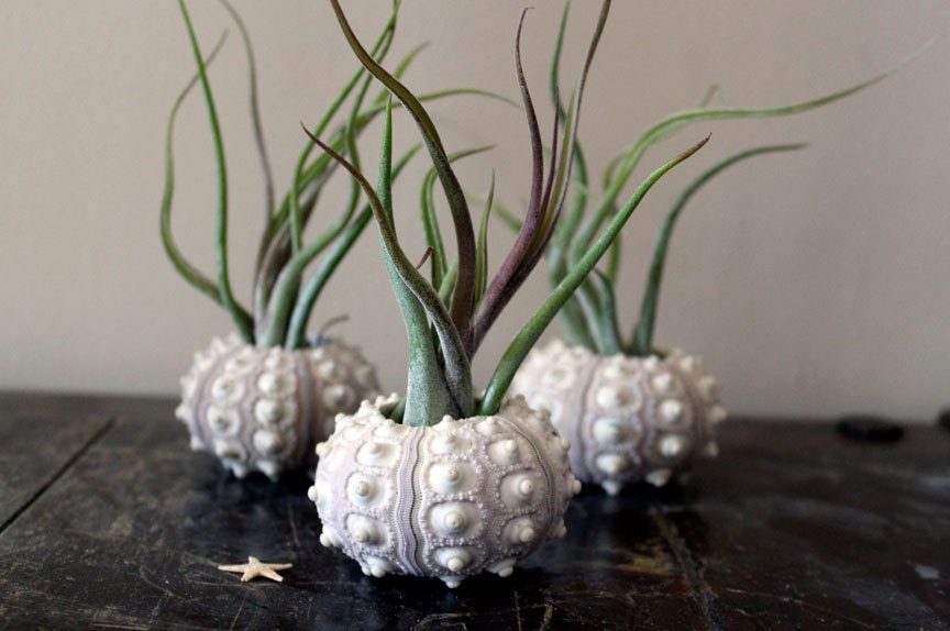 med. medusa // sea urchin airplant // tillandsia terrarium