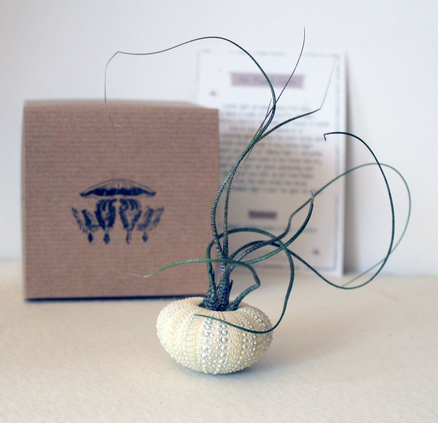 the wispy duo // 2 tillandsia urchin terrariums