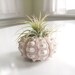 pineapple . air plant . tillandsia . urchin .  terrarium
