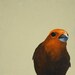 What Warms The Cockles Of My Heart Is Not Love, But A Parasite That Lives In My Aorta - 8 x 10 bird ART PRINT