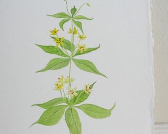 Watercolor Painting Yellow Flower Botanical Yellow Loosestrife Original Painting