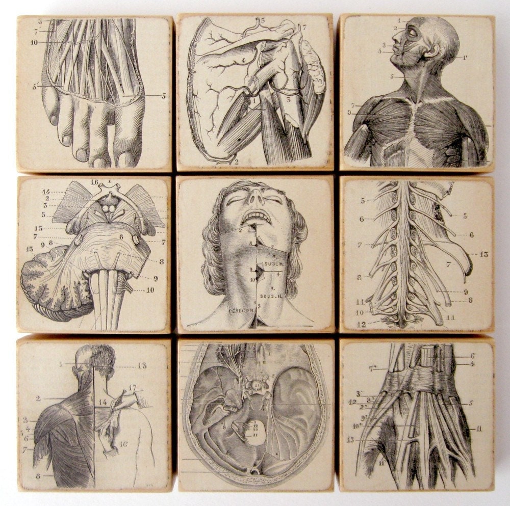 Free Anatomical Images