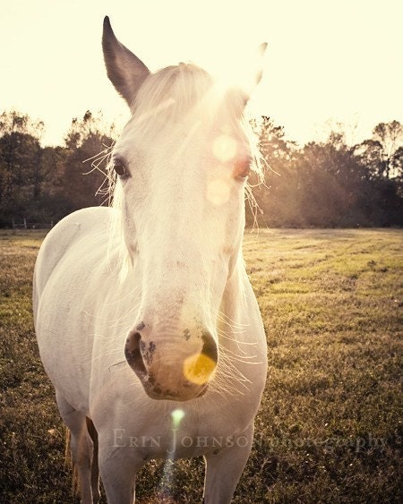 horse photography fine art horse photograph sunlight farm country rustic horse portrait babiekins magazine Sunlit horse  8x10