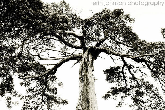 landscape photography tree photography black and white fine art nature decor Crooked Tree 8x12