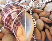 Brown Mollusk House On Silver Chain