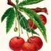 Reserved for Violeta W. - Red Cherries Still Life Painting
