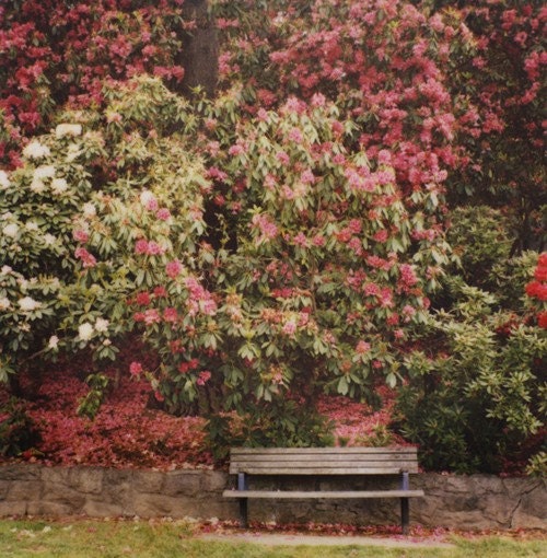flowery bench polaroid print