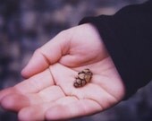 tiny pinecone polaroid print