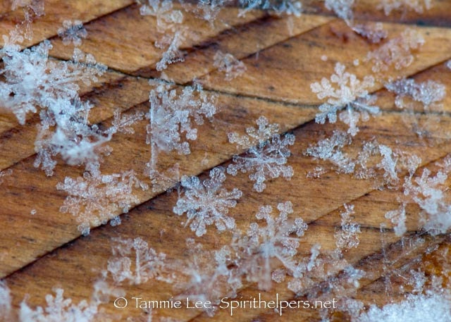 Snowflakes 5x7 Print