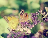 Spotted Butterflies 8x8 Modern Wall Decor Fine Art Photography Purple Green