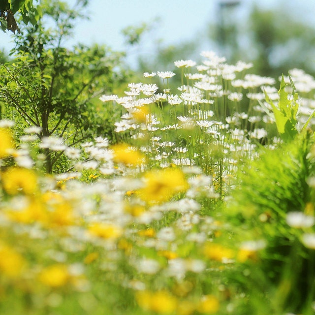 Daisy Field Fine Art Photograph 8x8 Modern Wall Decor Summer Yellow