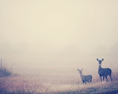 deer photography - nature, wildlife, animal, pair -  decorative fog photography, landscape photograph