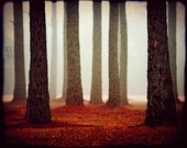 Red Carpet - Fairytale Photography - Enchanted Forest - Foggy Magical Landscapes - Home Decor - Woods, Fog, Trees