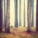 Woods - Fairytale Photography - Forest Photos - Muted, Soft, Zen - Nature Photographs - Landscape