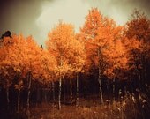 Landscape photography - fine art nature photography - woodland landscape photograph - Colorado trees home decor