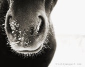 Horse Photograph  black and white horse photography - 8x10 black horse photo, winter horse, snow ice landscape