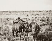 Horse Photography - black and white horse photograph, 8x8 two wild horses photo - love, couple, romance