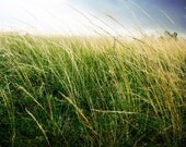Landscape photography, fine art nature photography, field photograph home decor, 20x30 mounted