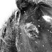 Horse Photograph - black and white horse photography - 8x10 horse photo, winter horses, snow landscape - nature, snowflake