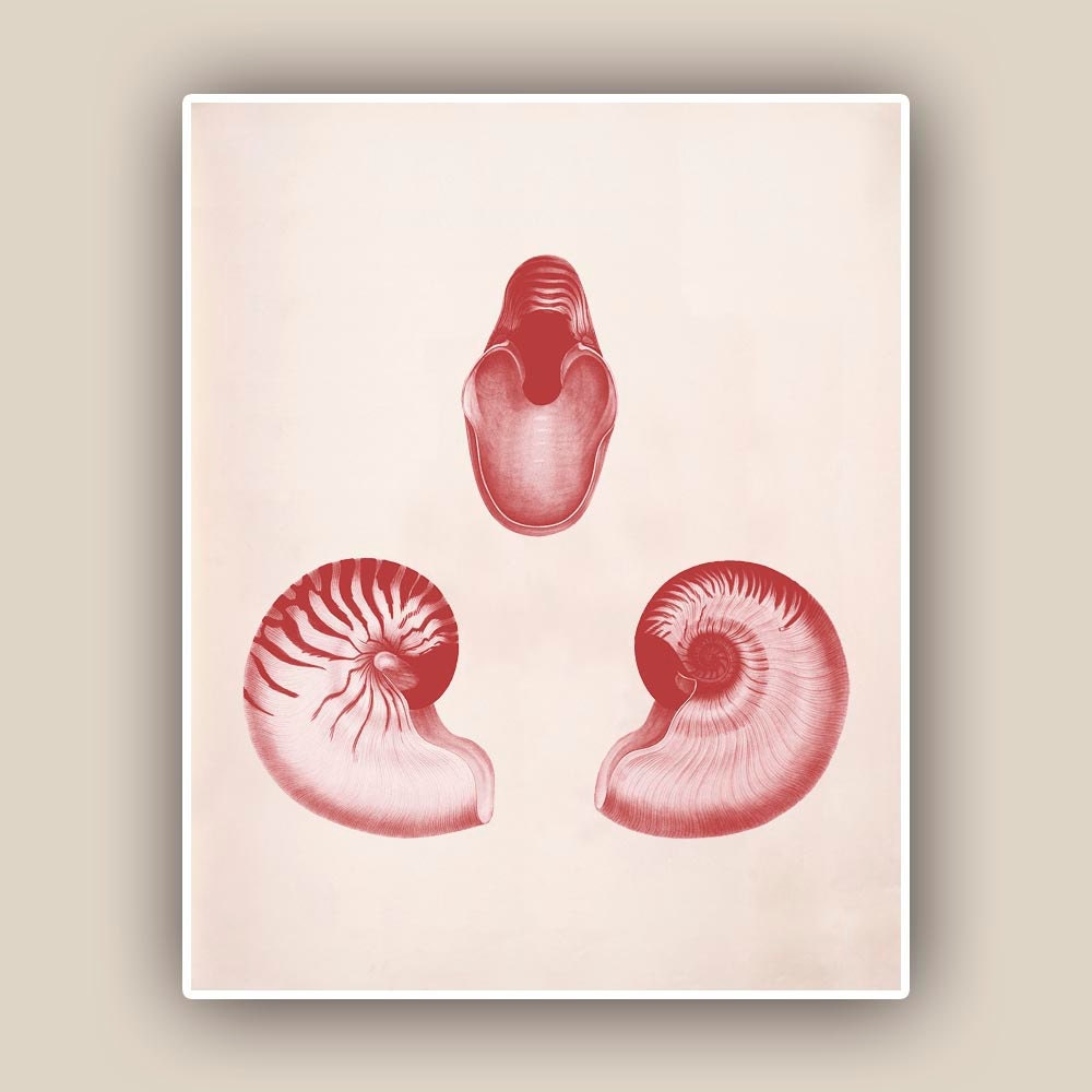 Seashell  Print,  Vintage nautilus sea shell print,  Garnet Red print,  Marine Wall Decor, Nautical art Print, Botanical Art
