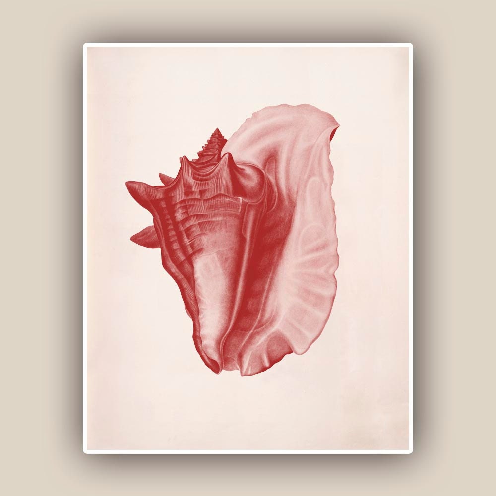Ocean Seashell  Print,  in red garnet Vintage Conch  sea shell print,  Marine Wall Decor, Nautical art,  Coastal Living