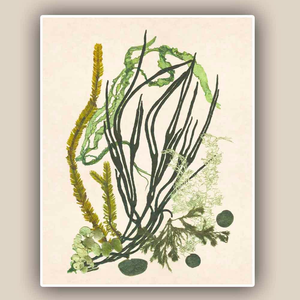 Seaweed Artwork Print, 8'x10'  Print Pressed seaweed Art, Marine Wall Decor, Sea Grass Ocean, Nautical art