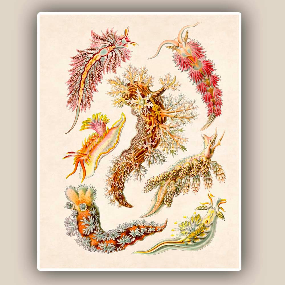 Sea creature Print, Nudibranchia Print, LARGE Vintage sea slugs illustration,  Marine Wall Decor,  Nautical art, Print 11'x14'