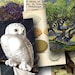 Birds, Eggs, Trees and other nature images in 1.25 x 1.875 inches for large bamboo tiles and more -- piddix digital collage sheet no. 427