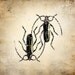 6x6 Insect Print - Musk Beetle