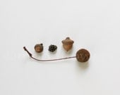 Acorns, Wasp Nest, Seed. 8x10 Fine Art Print. Natural History.