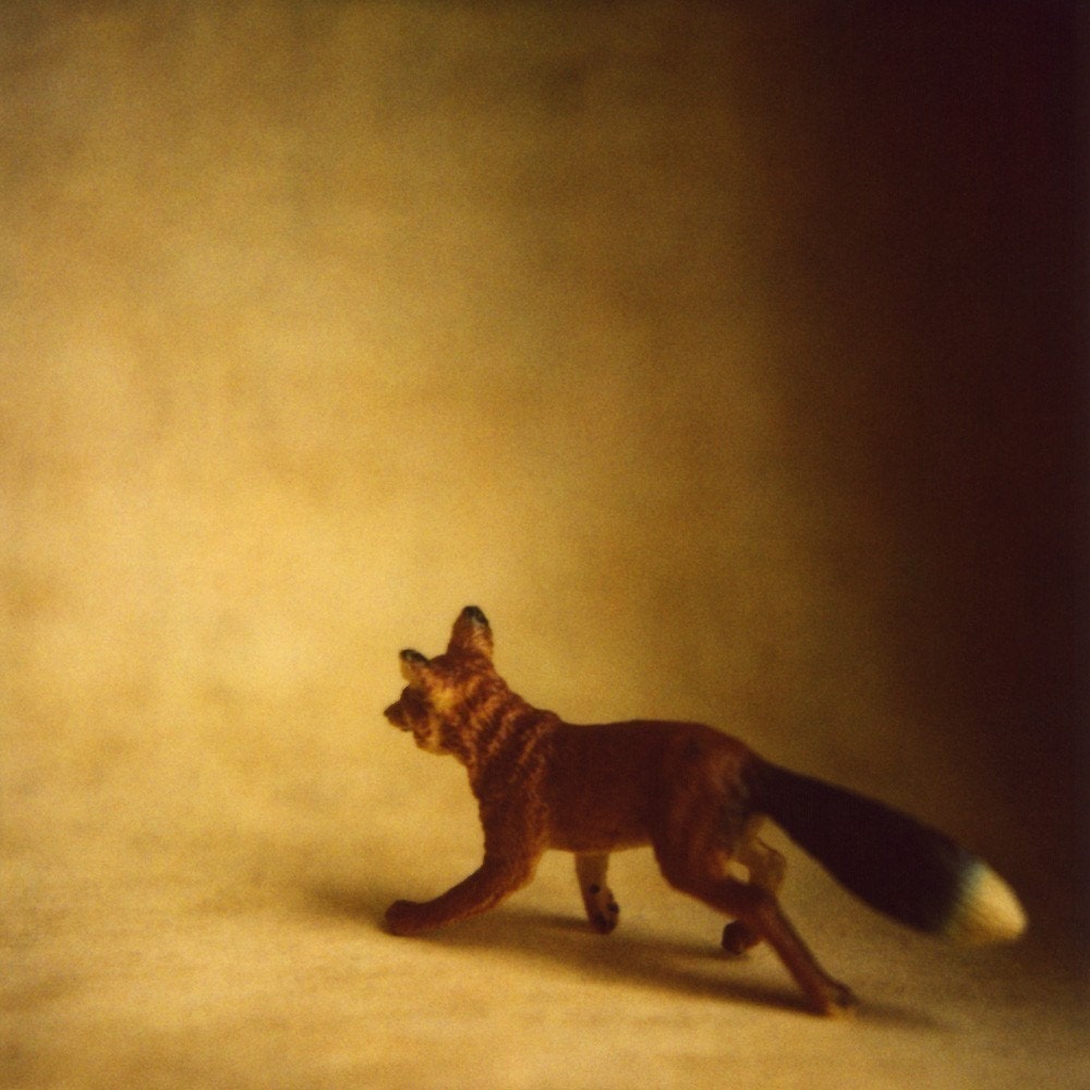 Fox, print