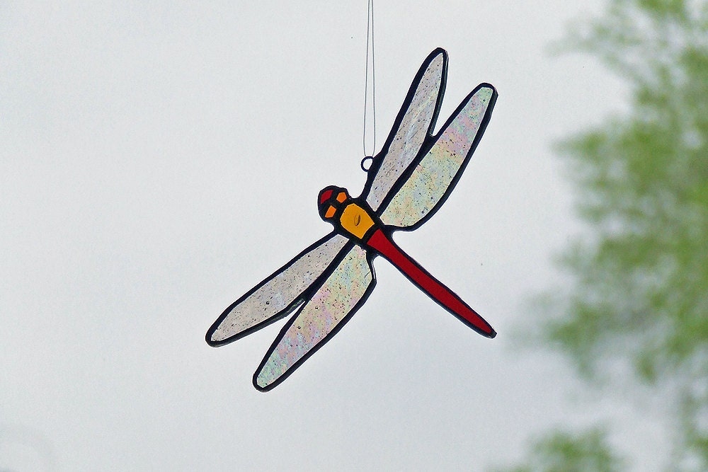 Red Tailed Dragonfly