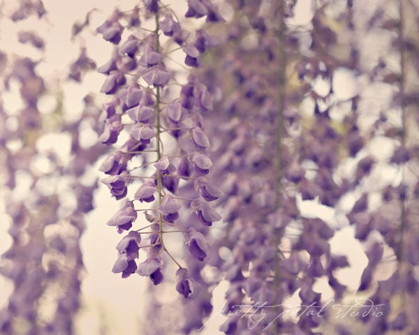 Purple Wisteria, Flowers, Summer, Pretty, Hazy Tones, Botanical Garden, Nature Photography . 8x10 Print