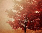 Fiery Red Autumn Tree, Landscape Photo, Autumn Scene, Fall, Woodland, Nature, Golden . 4x6 Print