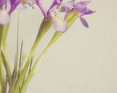 Floral Fine Art Photograph, Dainty Purple Irises in a Blue Vase, Wall Art, Home Decor, Feminine, Pretty, Soft Tones, Gardener, 4x6 Print