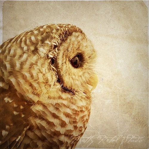 Fine Art Photograph, Profile of an Owl, Wise, Golden Tones, Brown, Bird Lover, Wall Art, Home Decor, Feathers, 8x8 Square Print