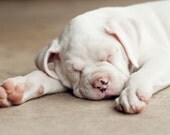 Fine Art Photograph, Pet Portrait, Puppy Love, Sleeping Boxer Puppy Dog, White Creamy Tones, Animal Lover, Cute, Cozy Slumber . 4x6 Photo